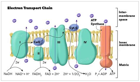 electron transport chain diagram|electron transport chain diagram easy.